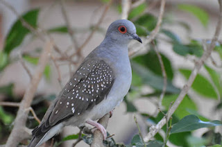 tortola diamante