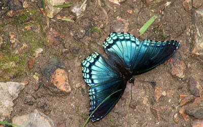 Butterflies Of Missouri Missouri S Natural Heritage Washington University In St Louis