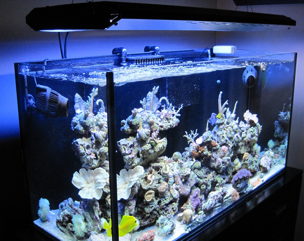 marine aquarium supply marine aquarium supply