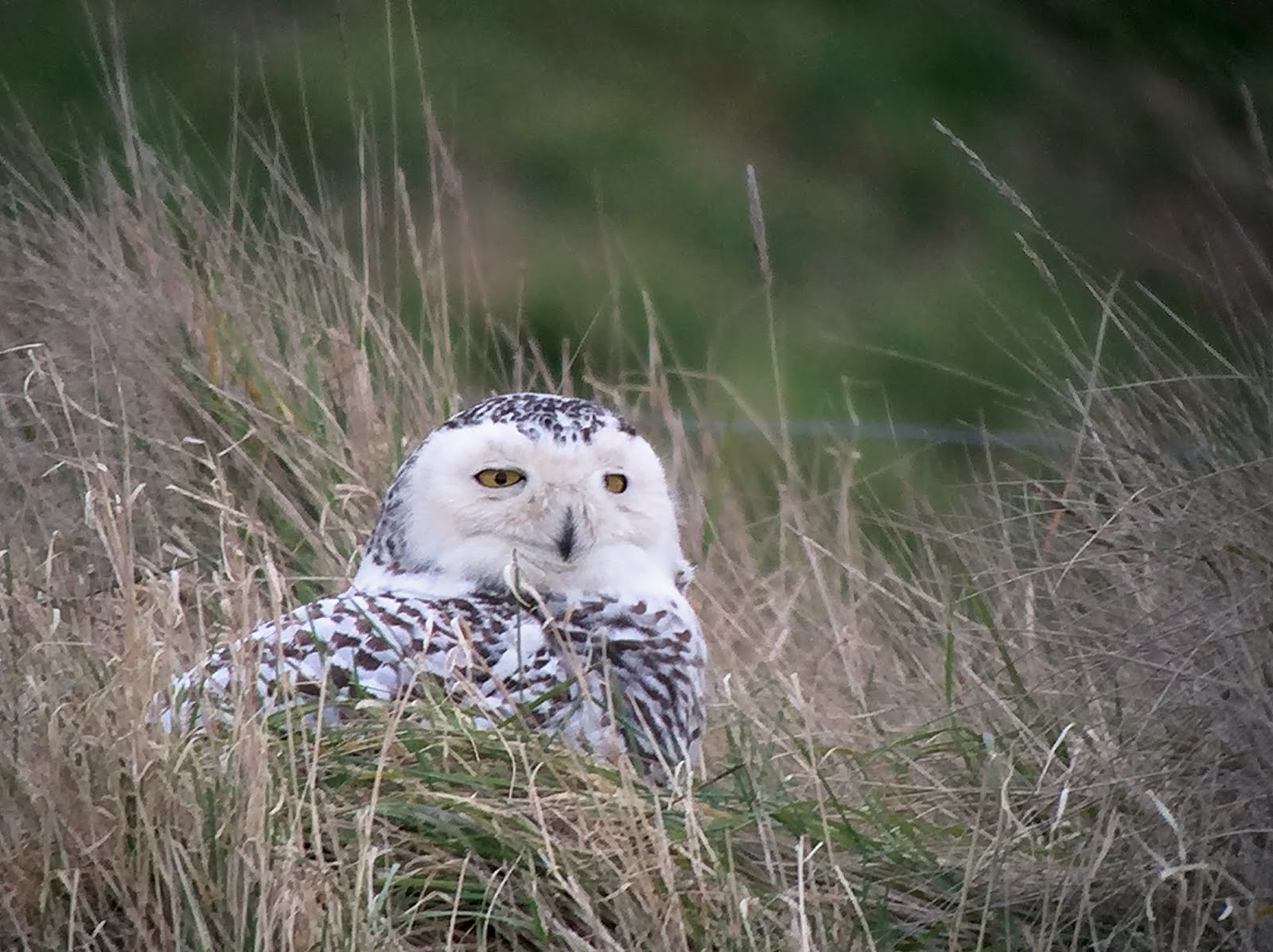 SNOWY OWL