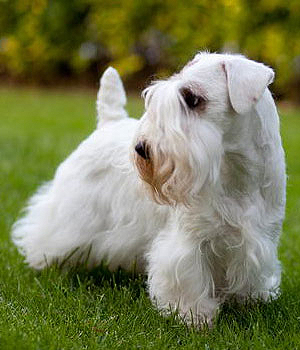 Everything about your Sealyham Terrier - LUV My dogs