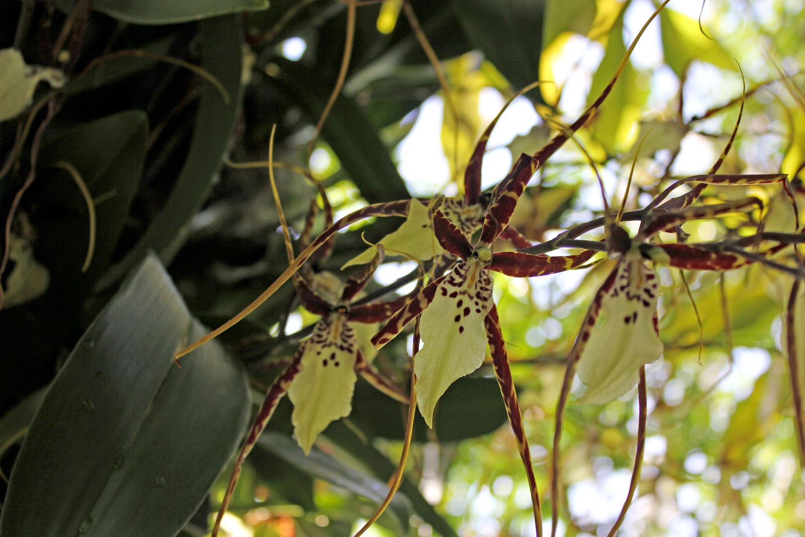 Maria's Orchids The New York Orchid Show 2012