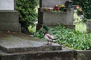 Nature in the cemeteries