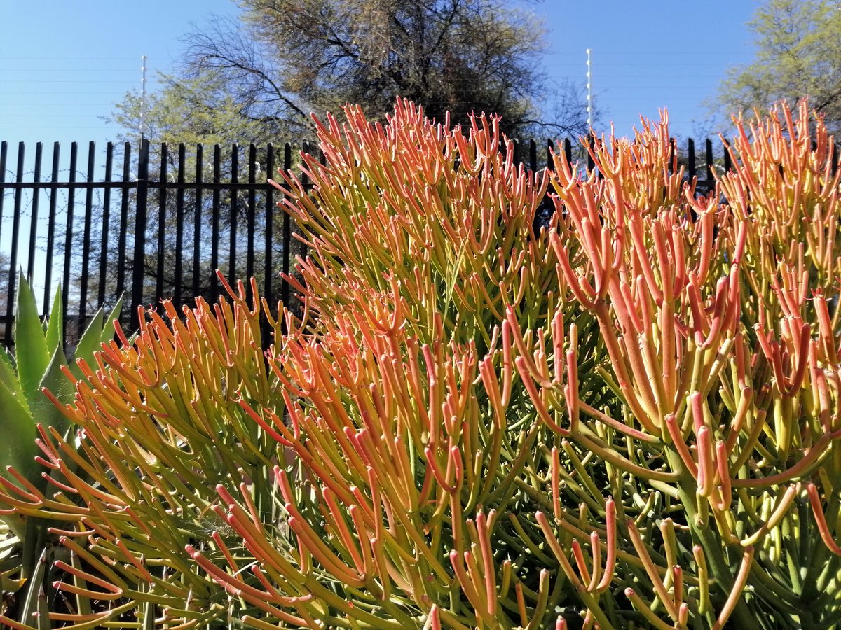 Вшестером по Намибии на джипах в пандемию Вшестером по Намибии на джипах в пандемию