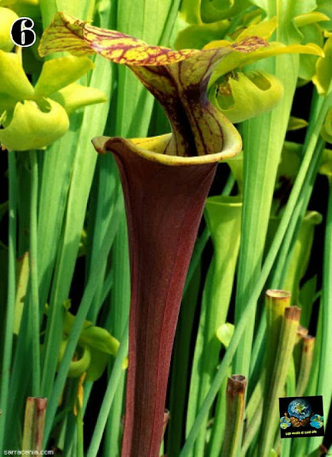 මාංශ භක්ෂක ශාක (Carnivorous Plants) - Your Choice Way