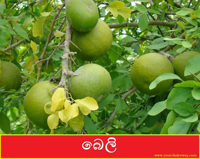 බෙලි (Beli - Aegle Marmelos) - Your Choice Way