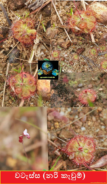 වටැස්ස (නරි කැවුම්) Drosera Burmannii Sundews - Your Choice Way