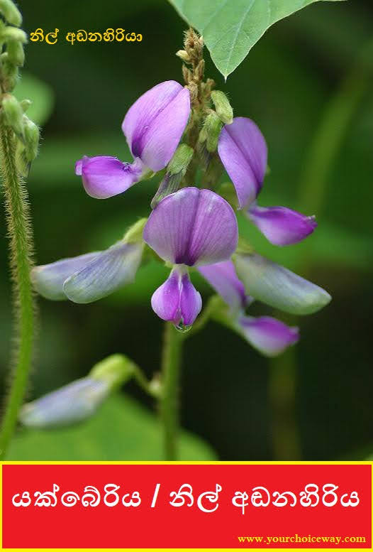 යක්බේරිය / නිල් අඬනහිරිය (Yakberiya / Nil Adanahiriya - Crotalaria Verrucosa) - Your Choice Way