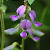 යක්බේරිය / නිල් අඬනහිරිය (Yakberiya / Nil Adanahiriya - Crotalaria Verrucosa)