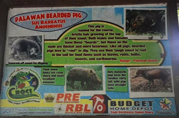 palawan bearded pig