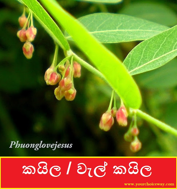 කයිල / වැල් කයිල (Kayila / Wal Kayila - Phyllanthus Reticulatus) - Your Choice Way