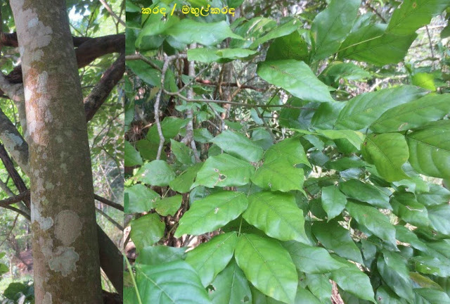 කරඳ / මඟුල්කරඳ [Karada / Magulkrada] (Pongamia Pinnata) - Your Choice Way