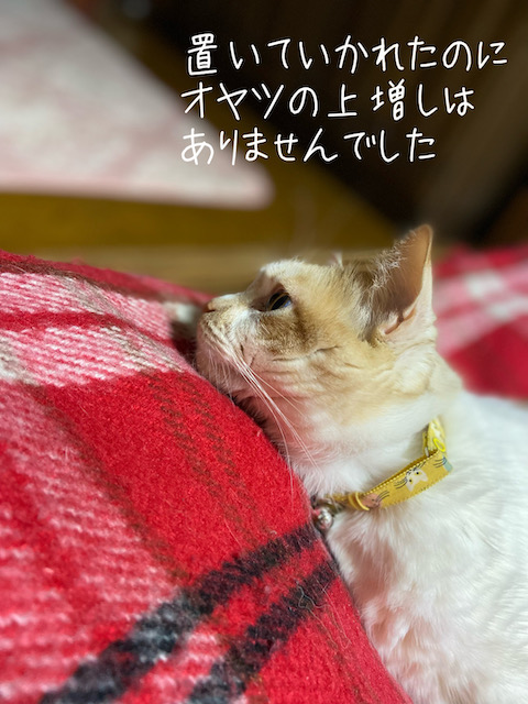 お留守番猫