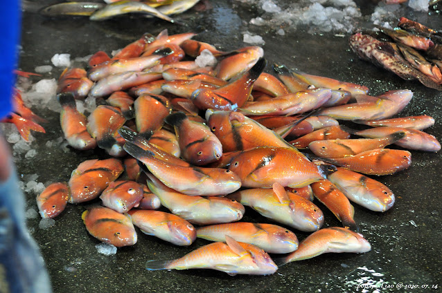 藍豬齒魚 (鰱仔)