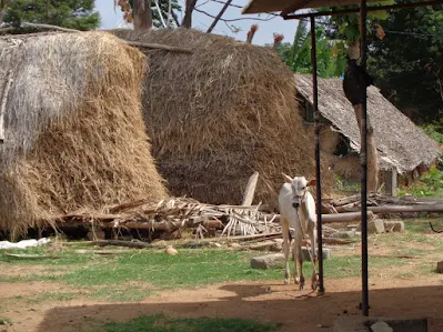 Hiker playing around with a baby bull to finish this wonderful chapter