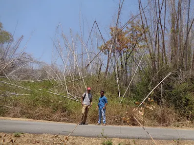 The loapers taking a pitstop at bettamugilalam, beautiful bamboo shoots rail both sides of the road
