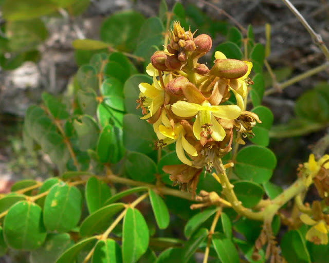 කුඹුරු (Kuburu - Caesalpinia Bonduc) - Your Choice Way