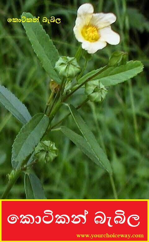 කොටිකන් බැබිල (Kotikan Babila - Sida Rhombifolia) - Your Choice Way