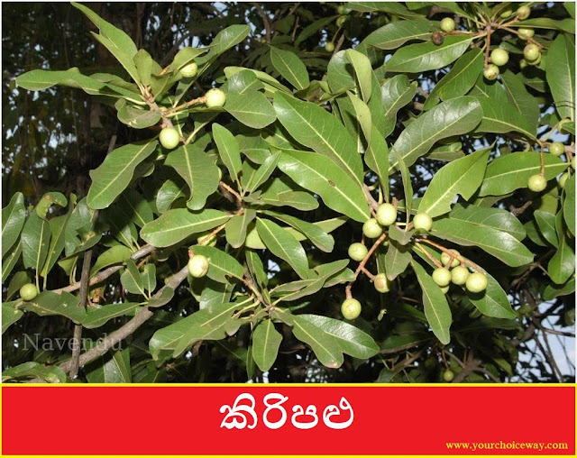 කිරිපළු (Kiripalu - Buchanania Axillaris) - Your Choice Way