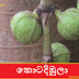 කොටදිඹුලා (Kotadibula - Ficus Hispida)