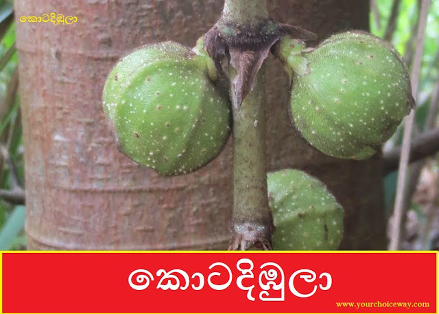 කොටදිඹුලා (Kotadibula - Ficus Hispida) - Your Choice Way