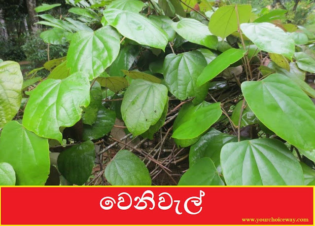 වෙනිවැල් [Veniwel - Coscinium Fenestratum) - Your Choice Way