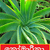 කෝමාරිකා (Komarika - Alove Vera)