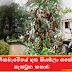 නිකවැරටියේ භූත සියඹලා ගසේ සැඟවුන කතාව (Siyabala Tree)