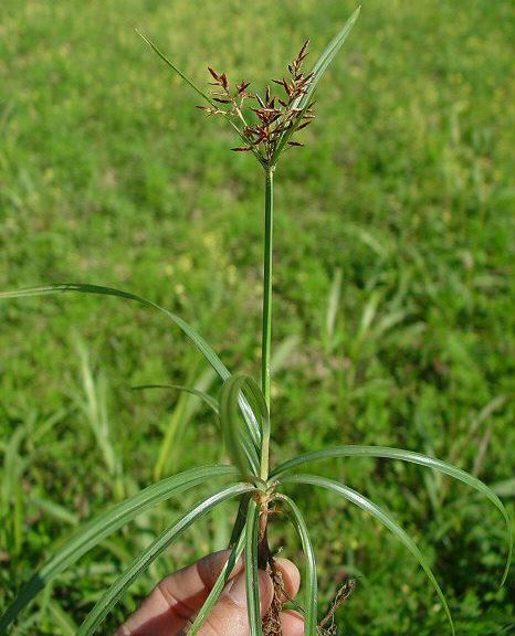 කලාඳුරු [Kladuru] (Cyperus Rotundus) - Your Choice Way