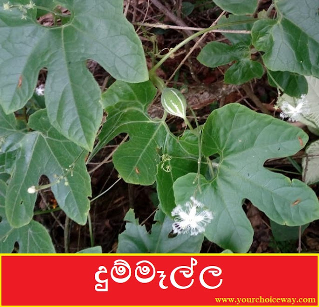 දුම්මෑල්ල [Dummella] (Trichosanthes Cucumerina) - Your Choice Way