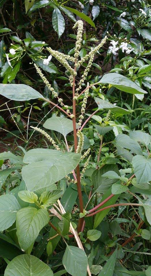 කූරතම්පලා (Kuratampala - Amaranthus Viridis) - Your Choice Way