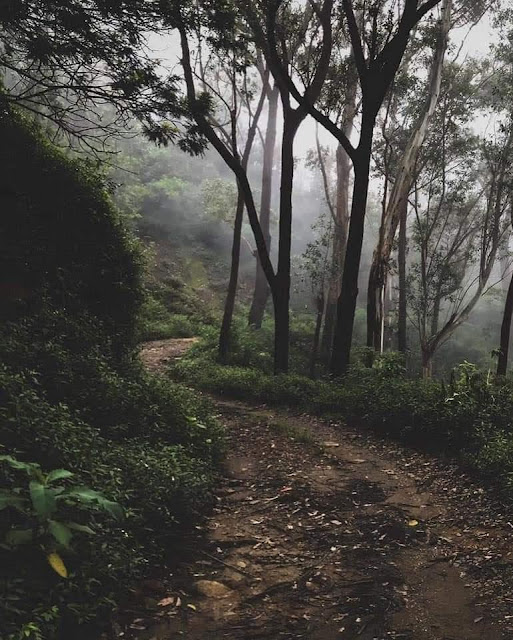 යකාගේ පඩිපෙළ බලන්න යමුද?  🤔🌱🍃🎋 (Devil's Staircase) - Your Choice Way