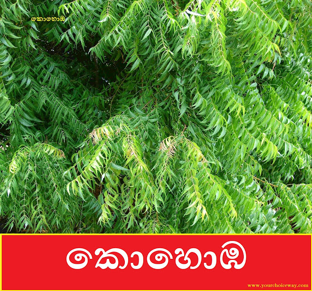 කොහොඹ (Kohomba - Azadirachta Indica) - Your Choice Way