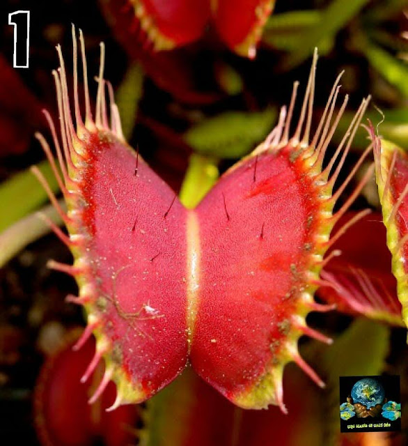 මාංශ භක්ෂක ශාක (Carnivorous Plants) - Your Choice Way