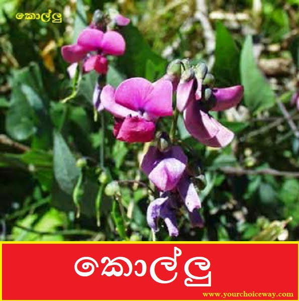 කොල්ලු (Kollu - Dolichos Biflorus) - Your Choice Way