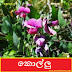 කොල්ලු (Kollu - Dolichos Biflorus)