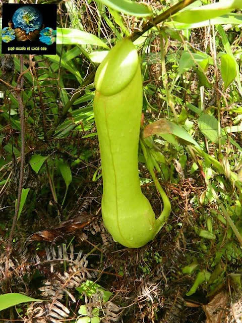 මාංශ භක්ෂක ශාක (Carnivorous Plants) - Your Choice Way