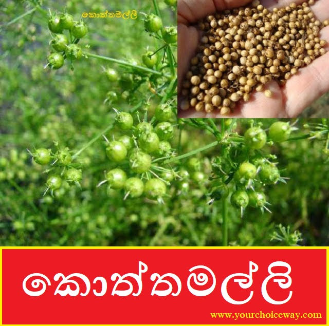 කොත්තමල්ලි (Koththamalli - Coriandrum Sativum) - Your Choice Way