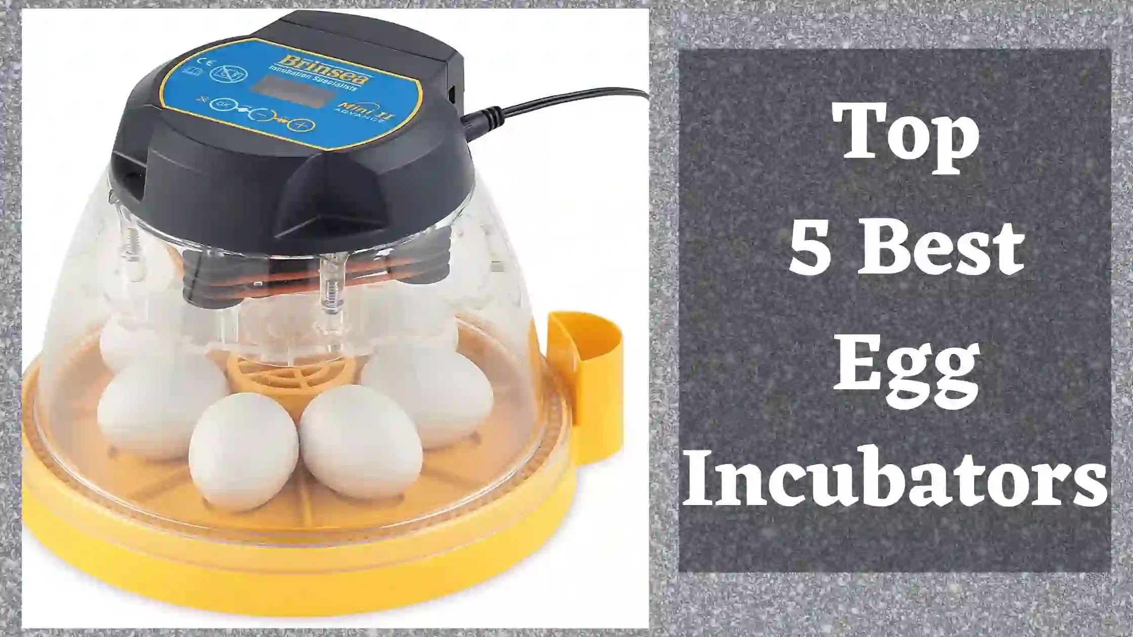 Best Egg incubators review