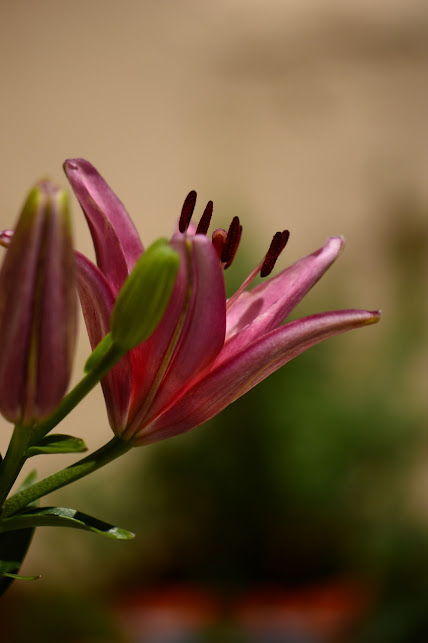 A Small, Sunny Garden: May 2015