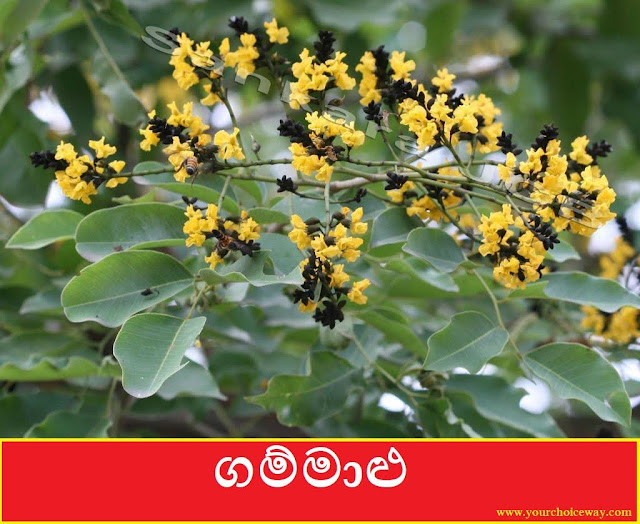 ගම්මාළු [Gammalu] (Pterocarpus Marsupium) - Your Choice Way