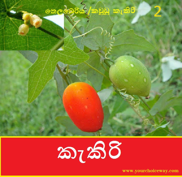 කැකිරි (Kakiri) - Your Choice Way