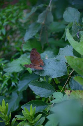 palawan butterfly sanctuary