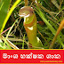 මාංශ භක්ෂක ශාක (Carnivorous Plants)