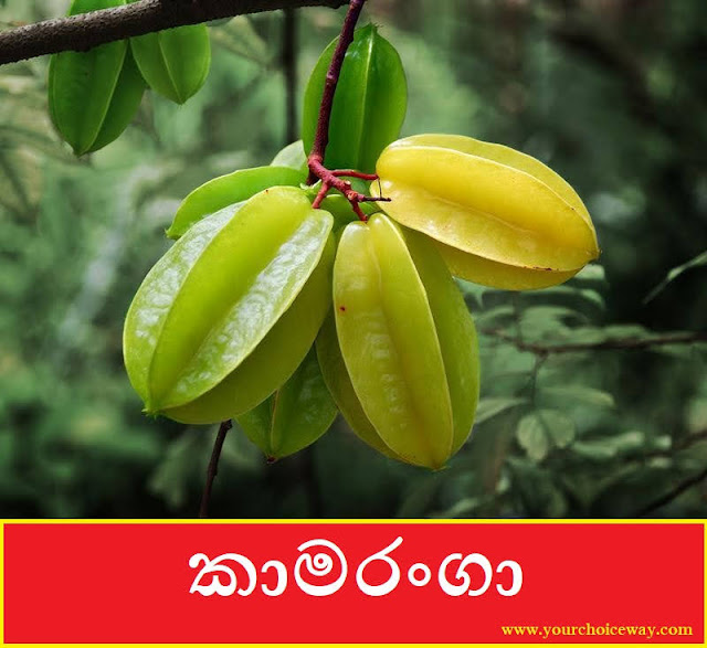 කාමරංගා (Kamaranha - Averrhoa Carambola) - Your Choice Way