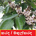 කරඳ / මඟුල්කරඳ [Karada / Magulkrada] (Pongamia Pinnata)