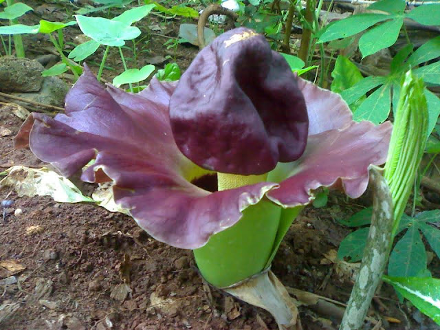 කිඩාරම් (Kidaram - Amorphophallus Paeoniifoliu) - Your Choice Way