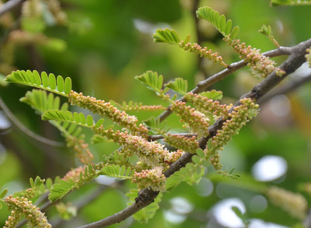 නෙල්ලි [Nelli] (Phyllanthus Emblica) - Your Choice Way