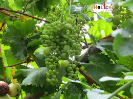 Bunch of grapes Bunch of grapes