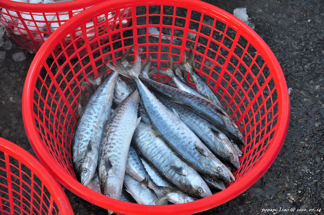 小土魠魚